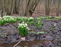 Bukovinka_Nordic_Walking_6.3.2016_05 | Bukovinka 6.3.2016