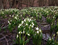 Bukovinka_Nordic_Walking_6.3.2016_06 | Bukovinka 6.3.2016