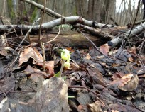 Bukovinka_Nordic_Walking_6.3.2016_07 | Bukovinka 6.3.2016