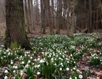 Bukovinka_Nordic_Walking_6.3.2016_10 | Bukovinka 6.3.2016