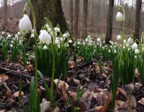 Bukovinka_Nordic_Walking_6.3.2016_15 | Bukovinka 6.3.2016