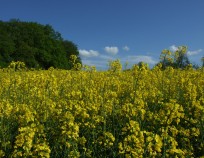 DSCF5279 | Veselka - Medlánky 14.5.2017