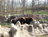 Nordic-Walking-ZOO-Brno_09 | Den pohybu v ZOO Brno 11.4.2015