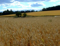 Foto 3 | Z Černé Hory do Kuřimi 28.7.2018